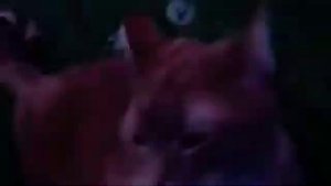 Warrior Cats-[твелер]_фильм(2017){фильм про котов воителей}