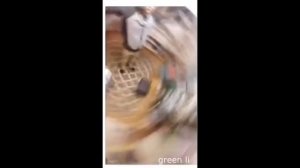 Как Чихает Котенок - Подборка Приколов #41