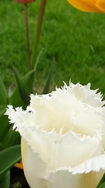 Тюльпаны на террасе Shorts Short смотреть онлайн