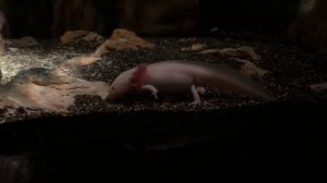 Стоит ли идти в Москвариум на ВДНХ? Первое впечатление