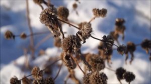 Анцов Михаил, ролик по стихотворению Ларисы Катаевой «Ещё снега лежат в полях»