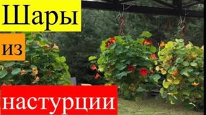 Терраса в цветах за копейки: как настурция заменяет петунию и требует в 10 раз меньше ухода