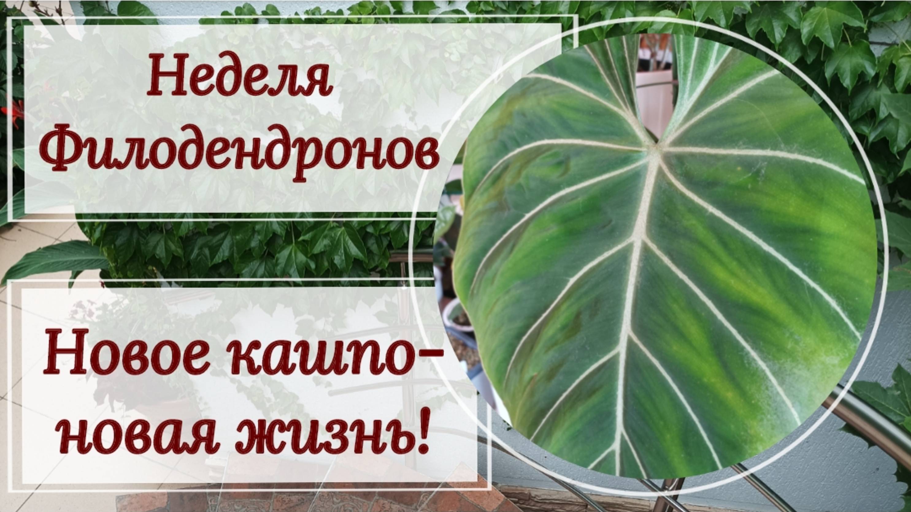 Неделя филодендронов. Новое кашпо- новая жизнь для Глориозум Зебра.