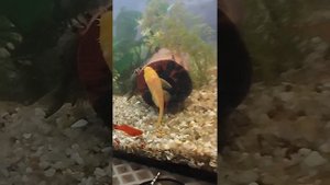 можно ли использовать фитолампу для аквариумных раст?