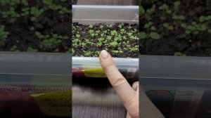 Всходы Петунии без оболочки. Семена не в гранулах.31.01 24