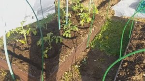 Деревня . Делаю парники Мартюшка помогает , куда посадила всю рассаду. Подарок через ВБ