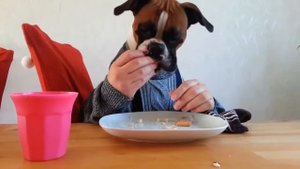 Funny dogs eating at the table. Приколы. Собака кушает за столом.