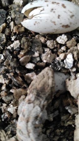 Вылупление гигантского бананоеда Rhacodactylus leachianus