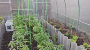 Вечерняя прогулка в теплицу..Осмотр Огурцов Помидоров Перцев..Помидоры собираются ЗАЦВЕТАТЬ