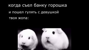 Хомяк жуёт любимую жвачку подборка мемов