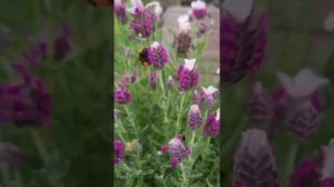 Лаванда испанская Bandera Pink (Lavandula stoechas) | в наличии