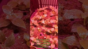 Уууууррррааа,корни.13 дней,черенок макушечный.21.04.25