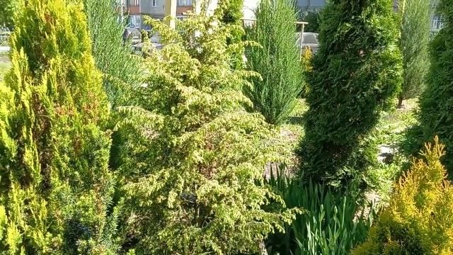 Можжевельник обыкновенный Шневендингер Голдмахангел смотреть онлайн