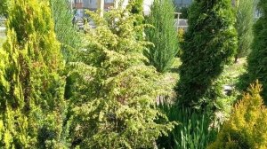 Можжевельник обыкновенный Шневендингер Голдмахангел