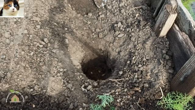 Как правильно сажать болгарский перец рассадой в открытый грунт и на каком расстоянии