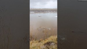 15-05-2025 Ледоход на протоке Лены,в пригороде Якутска.