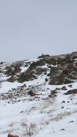 33. Кто ты. # #nature #mountains #hunting #горы #козерог #монгун