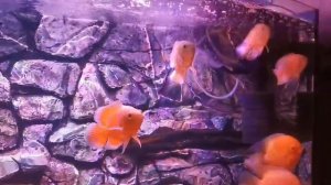 Астронотусы и северумы ❤️