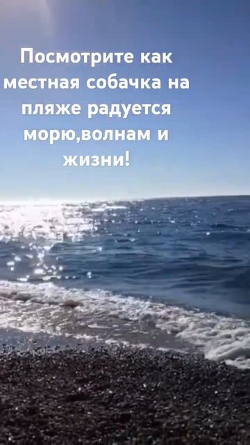 Животные умеют любить эту жизнь! #россия #Сочи #кудепст смотреть онлайн