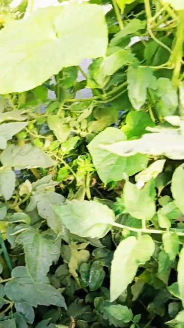 теплица очень потеет! смотреть онлайн