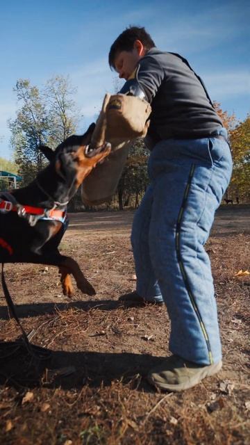 Доберман и цвергпинчер в агрессии смотреть онлайн