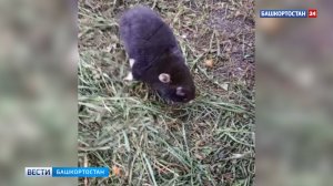 Главный враг садоводов: необычного зверька сняли на видео в Уфе