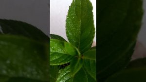 Гортензия Металлика - как отличить..