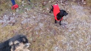 ЗАБАВНЫЕ ДОМАШНИЕ ПИТОМЦЫ\ ТАКСА\ МИЛЫЙ ЩЕНОК\ ПРИКОЛЫ С СОБАКАМИ\ СМЕШНЫЕ СОБАЧКИ\ На прогулке