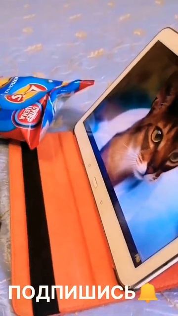 Кот ловеласshorts