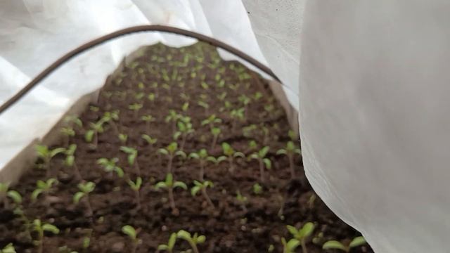 Как себя чувствуют Рассада томатов в Апрельский мороз
