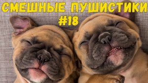 Я РЖАЛ ДО СЛЕЗ 😹 СМЕШНЫЕ КОШКИ И СОБАКИ  СМЕШНЫЕ ЖИВОТНЫЕ 2025 😹 ЛУЧШИЕ ПРИКОЛЫ #18