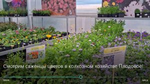 Смотрю саженцы цветов в колхозном хозяйстве Плодовое!