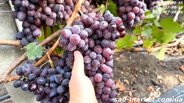 Виноград Сказка Кишмиш - 2024, нагрузка, вкус, бессемянно смотреть онлайн