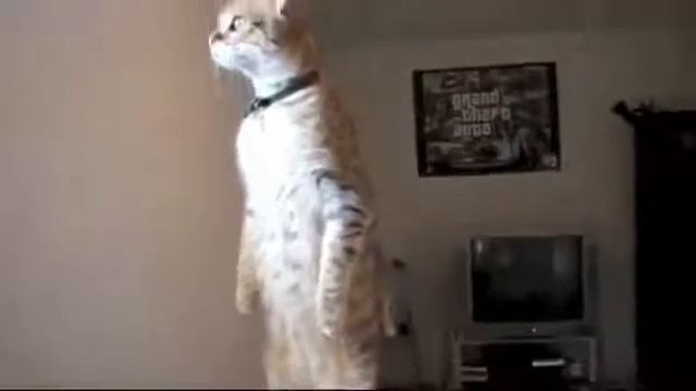 Кошки  Мурки- вечные каурки+++ смотреть онлайн