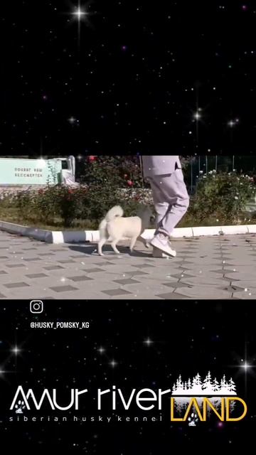 ASTRA. CW1, JCAC, JCACIB, ЛЮ, Юный Чемпион России, BISJ3#puppy #huskiesy #doglov смотреть онлайн