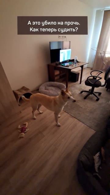 Конкурс на исполнение команды Рядом разными собаками #shorts #собака #дрессировкащенка #рядом смотреть онлайн