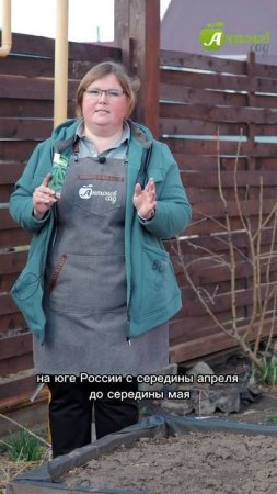 Когда сажать огурцы в открытый грунт?!