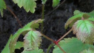 Астильба из семян. Рассада пересажена в открытый грунт.