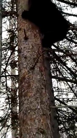 МЕДВЕЖОНОК СО СТРАХУ ВЛЕЗ НА ДЕРЕВО