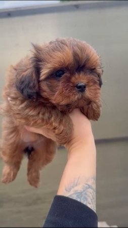 #puppy