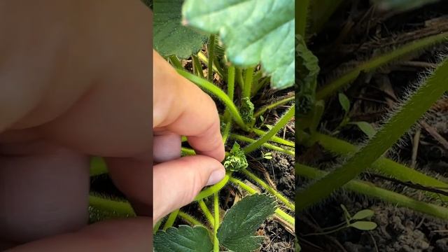 Не укрывала клубнику на зиму и вот что из этого вышло