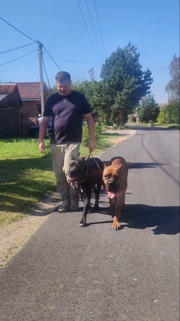 Финальная коррекция натяжения поводка у пары Кане Корсо #shorts #canecorso #канекорсо #тянетповодок смотреть онлайн