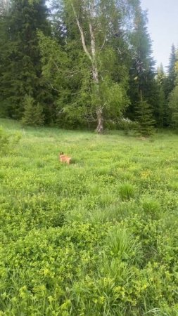 17. Бульдожка на свежем воздухе #nature #travel #горы #бульдоги #саяны