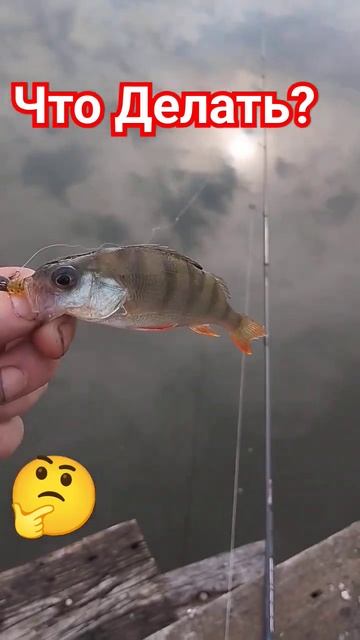 Что делать? Рыбалка на спиннинг. #shorts #рыбалка #спиннин? смотреть онлайн