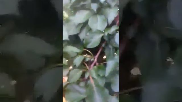 ВЕТКИ ЛОМЯТСЯ ОТ АБРИКОСА! СОБИРАЕМ БОГАТЫЙ УРОЖАЙ!