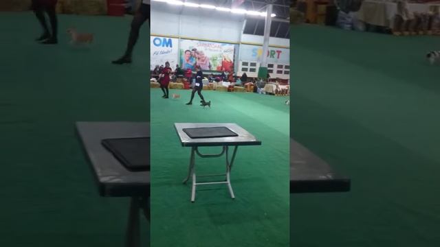 CACIB Кишинев 16 декабря смотреть онлайн