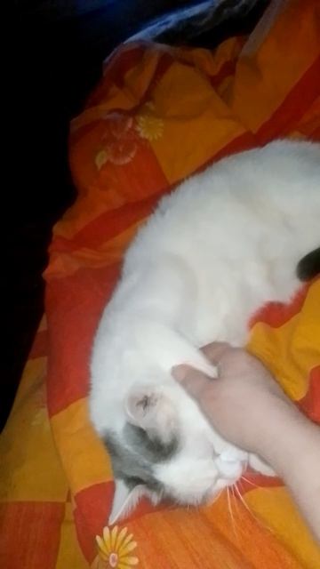 Белый котик - наездник с машины "Газель",приехавшей из Краснодара.
А он - на ее крыше.