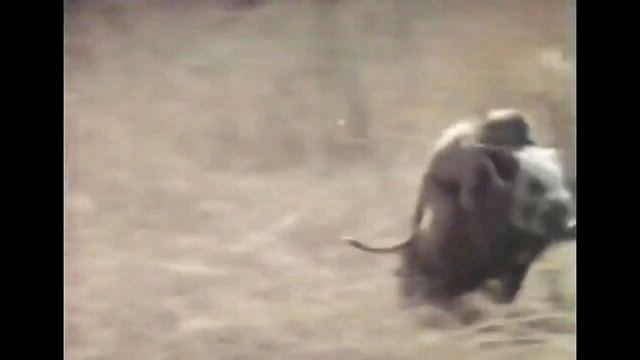 Обезьяны убегают на кабане! Ржака! :