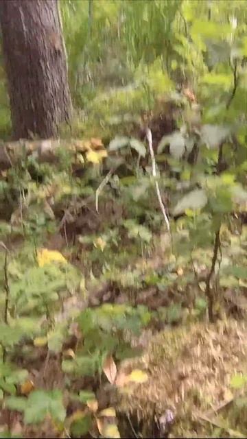 Опята ещё летние . Карелия 2023 Ладожское озеро смотреть онлайн