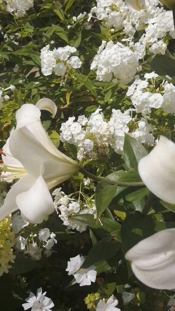 в ритме белого 🤍    #цветы #лето #garden #цветынадаче #дача смотреть онлайн